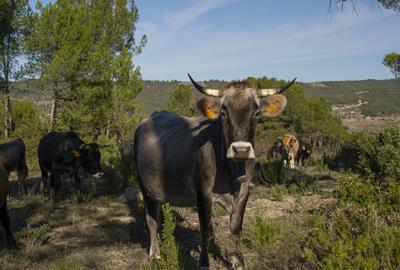 Neix a l’Anoia una nova associació de pastors per impulsar la silvopastura i la prevenció d’incendis. Mancomunitat